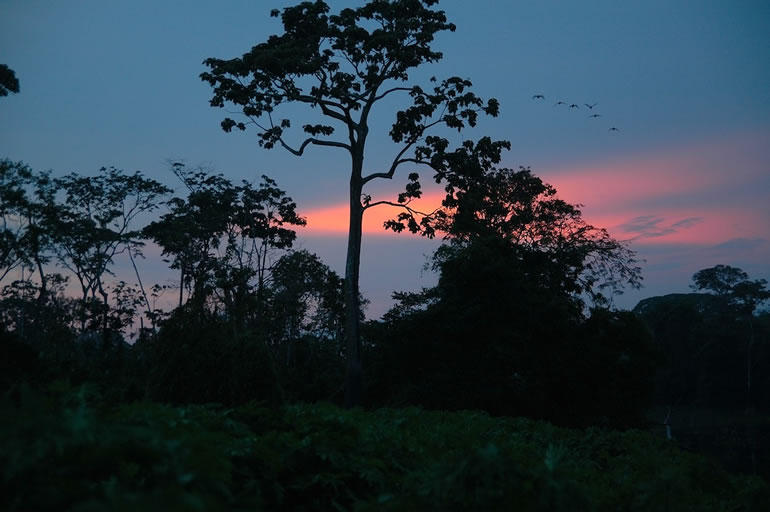 Amazon Jungle Amazon Jungle