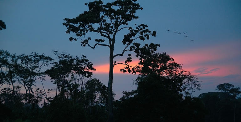 Amazon Jungle