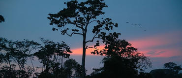 Amazon Jungle