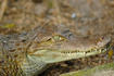 Aligator