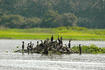 Bird Island