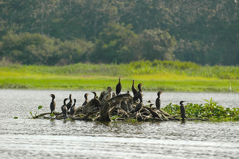 Lots of birds