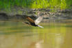Flying Bird