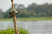 Hat on a Stick
