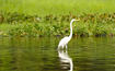Heron in the Water