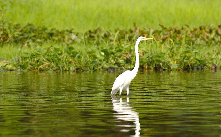 Heron