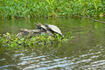 Turtles