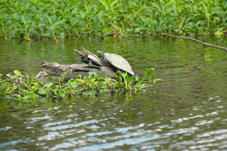 Turtles